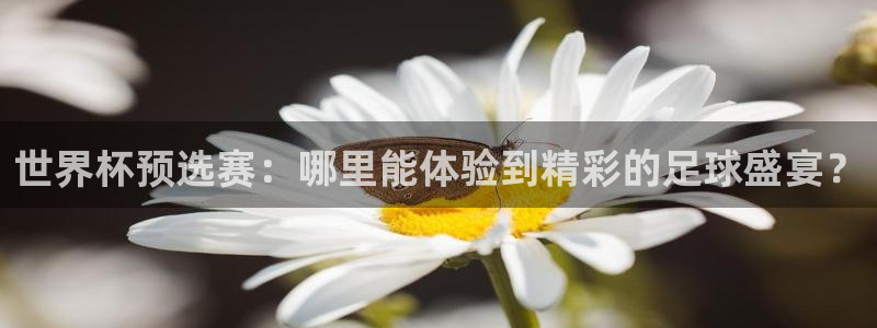 世预赛赛程表：世界杯预选赛：哪里能体验到精彩的足球盛宴？